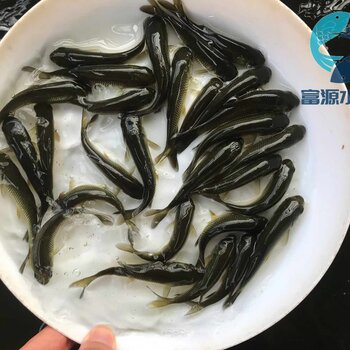 江西吉安黑鯇魚苗出售江西新餘青魚苗批發